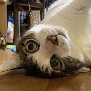 ブルーおにぎり