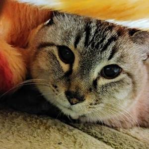 ゆか