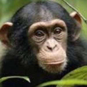 チンパン