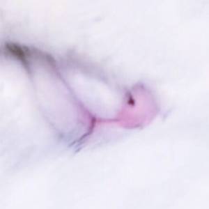 milmilk