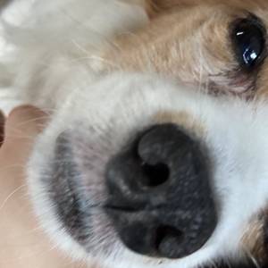 だいこんじこみ