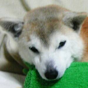 ぴよそら
