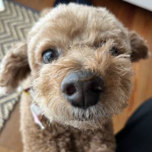 清音のジャッキーマチ