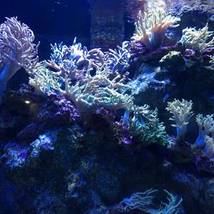 雲丹の春巻きチリソース